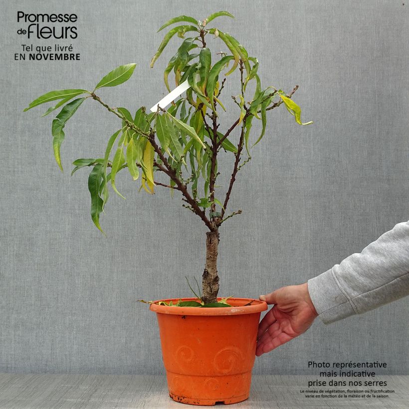Esemplare di Pesco Diamond Zaipevi Vaso da 6L/7L, Vaso impalcato basso come consegnato in autunno
