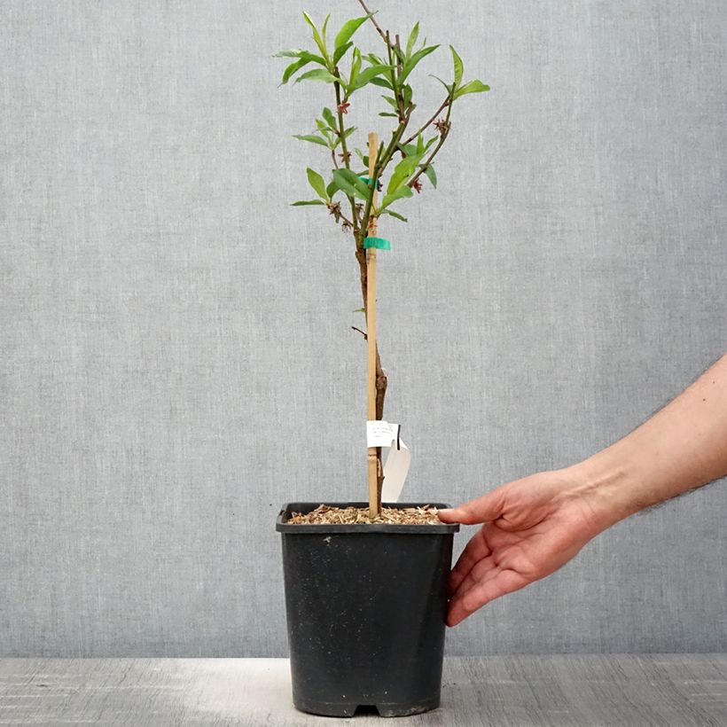 Example of Pesco Fruit Me Necta Me Vaso da 4L/5L, Nano as you get in printemps