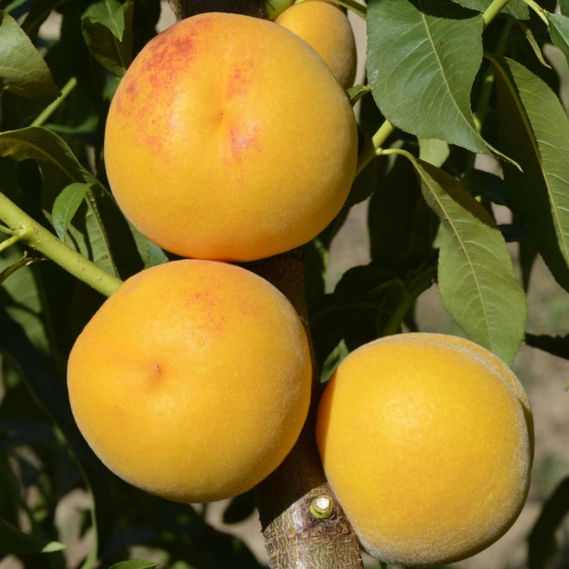 Pesco Pavie (Raccolta)