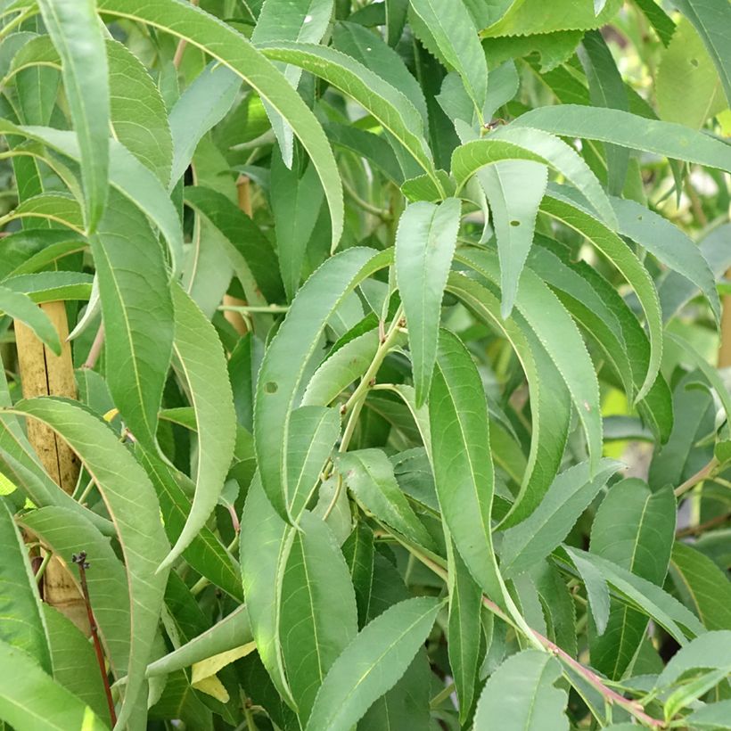 Pesco Platicarpa bianca (Foliage)