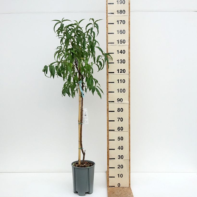 Esemplare di Pesco Platicarpa bianca Vaso da 7,5L/10L, Vaso impalcato medio consegnato in estate