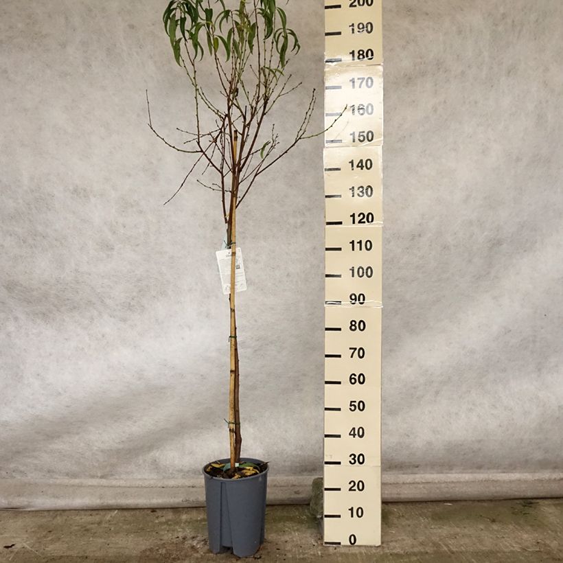 Esemplare di Pêcher Platicarpa bianca - Pêche plate blanche Pot de 7,5L/10L, Demi-Tige come consegnato in autunno