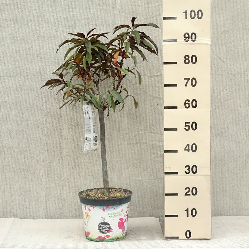 Esemplare di Pesco Crimson 'Bonfire' Vaso da 6L/7L, Vaso impalcato basso consegnato in estate