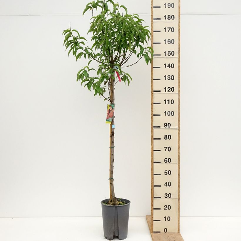 Example of Pesco Sanguine Vaso da 7,5L/10L, Vaso impalcato medio as you get in printemps