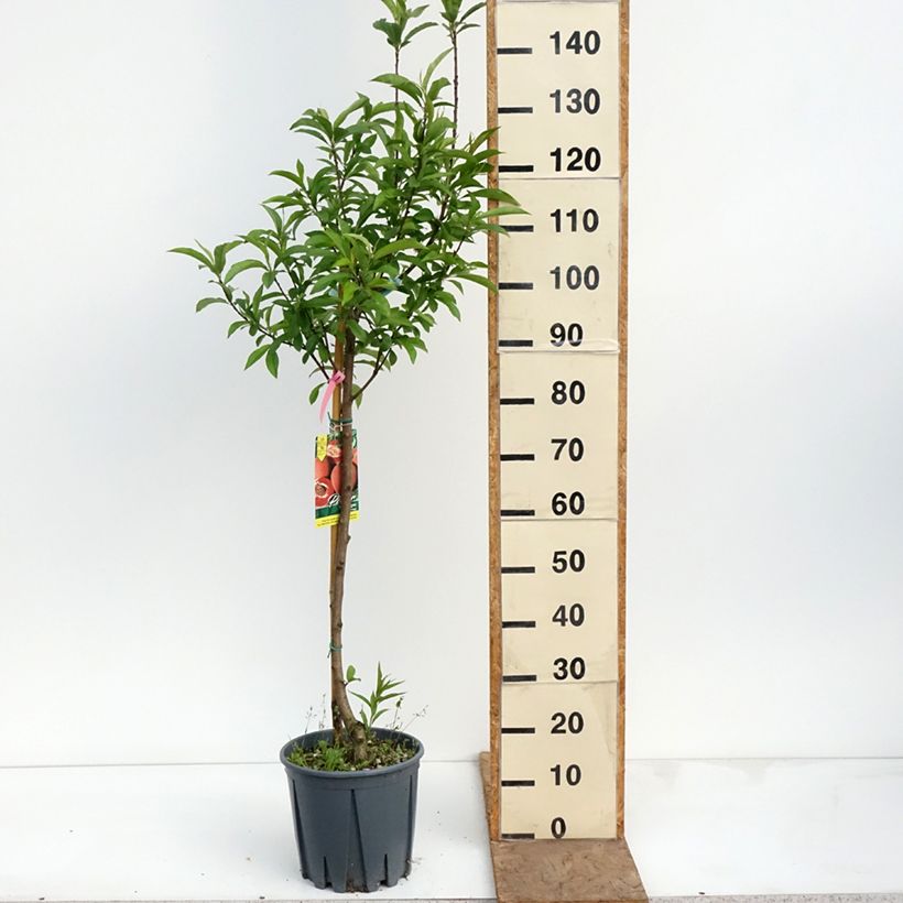 Pesco Sanguine Vaso da 7,5L/10L, Vasetto esemplare consegnato in primavera