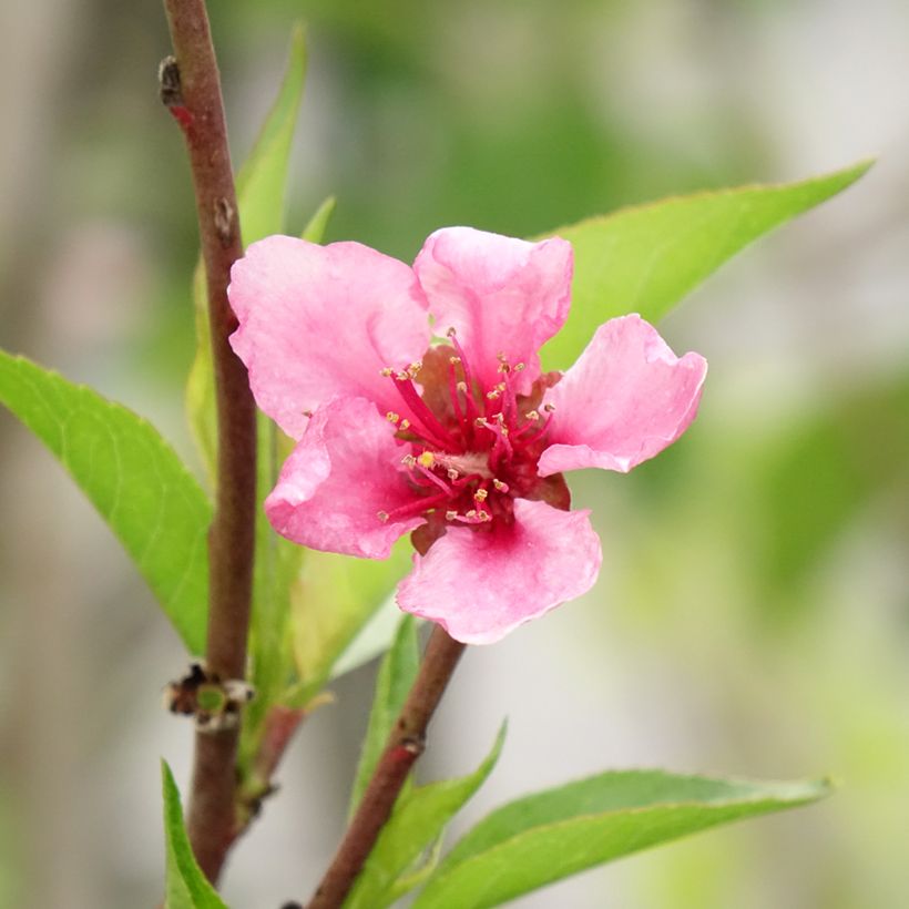 Pesco Redwing (Fioritura)