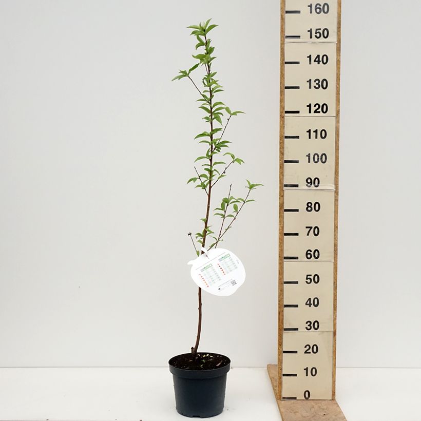 Example of Pesco Regina dei Frutteti Vaso da 7,5L/10L, Vasetto as you get in printemps