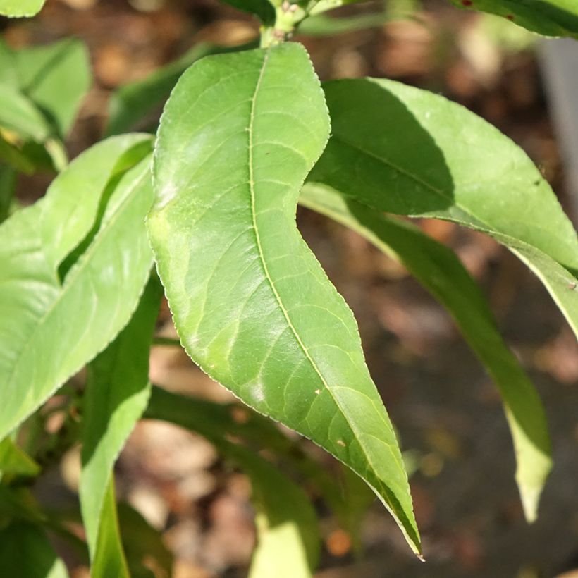 Pesco Regina dei Frutteti (Foliage)