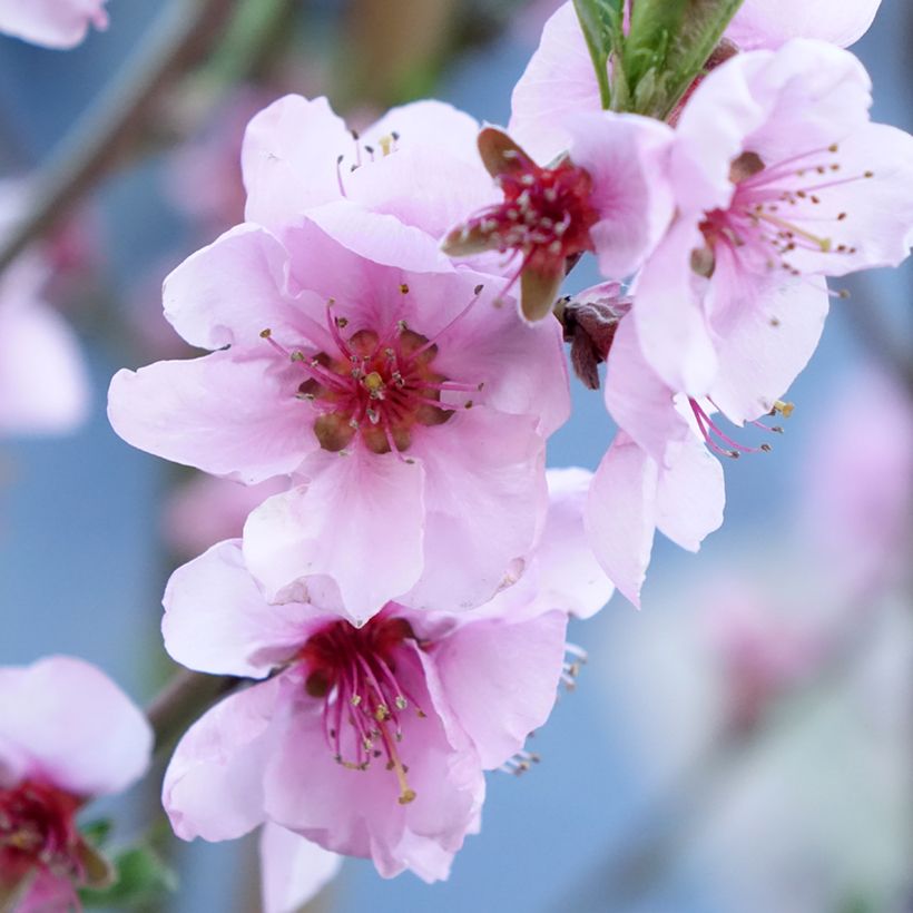Pesco Suncrest (Fioritura)