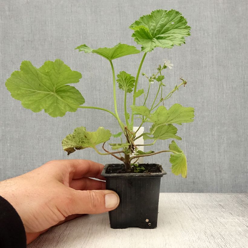 Pelargonium album - Pelargonio Vasetto da 8/9 cm esemplare consegnato in primavera
