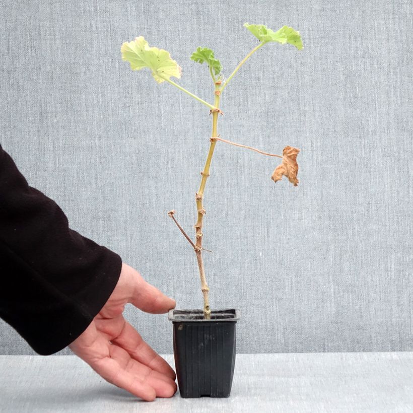 Example of Pelargonium Atomic Snowflake Vasetto da 7/8 cm as you get in printemps