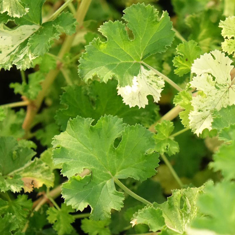 Pelargonium crispum Peach Cream (Foliage)
