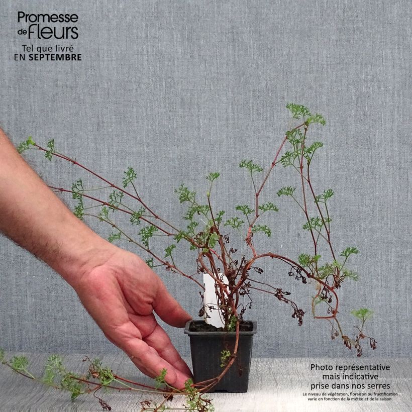 Esemplare di Pelargonium fruticosum Vasetto da 8/9 cm come consegnato in autunno