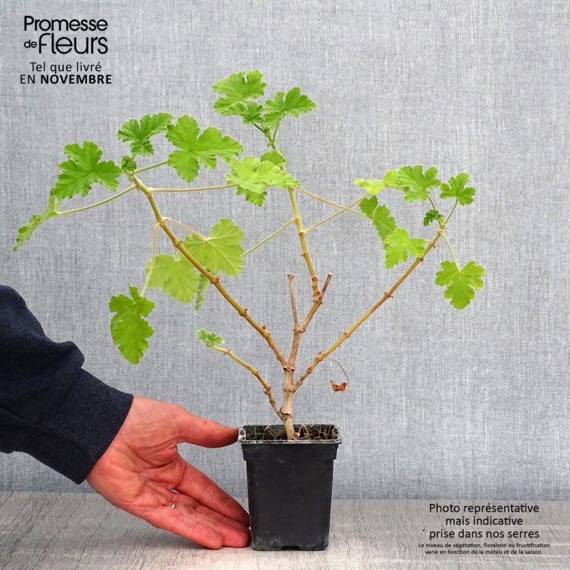 Esemplare di Pelargonium - Géranium parfumé Attar of Roses Godet de 7/8 cm come consegnato in autunno