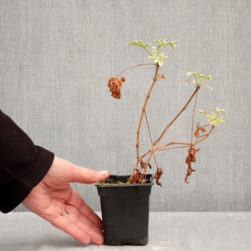 Pelargonium graveolens Grey Lady Plymouth - Pelargonio odoroso Vasetto da 7/8 cm esemplare consegnato in inverno