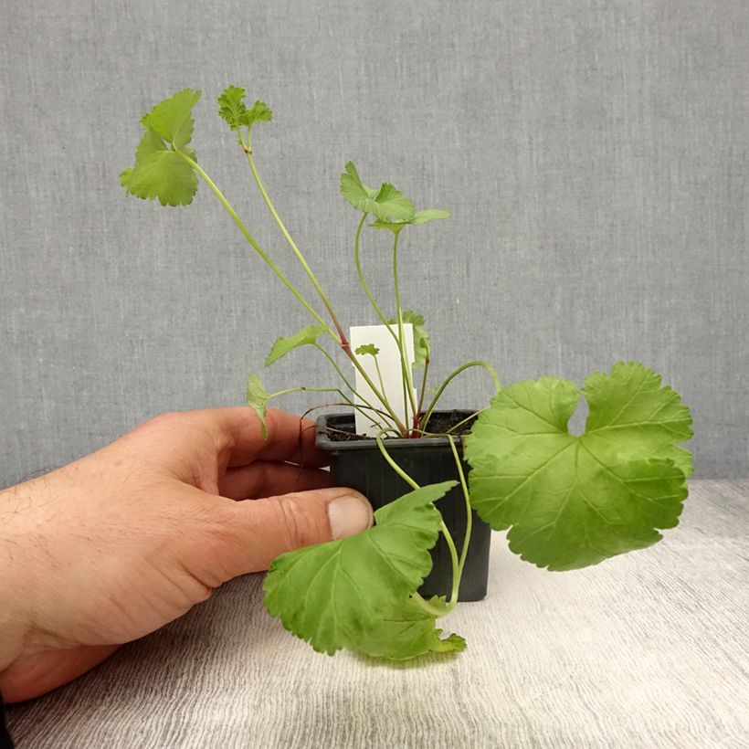 Pelargonium grossularioides Vasetto da 8/9 cm esemplare consegnato in primavera