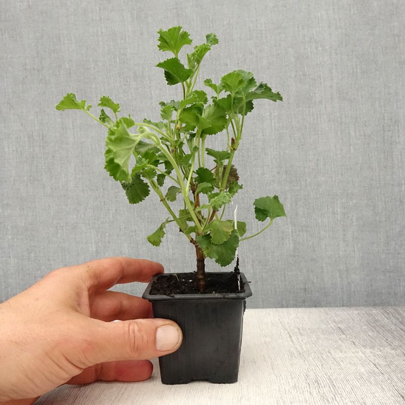 Pelargonium Cola Bottles - Geranio odoroso Vasetto da 8/9 cm esemplare consegnato in primavera