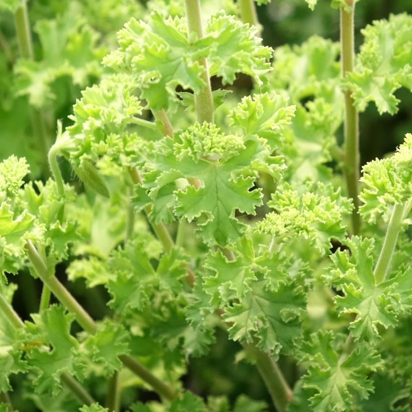 Pelargonium crispum Minor (Fogliame)