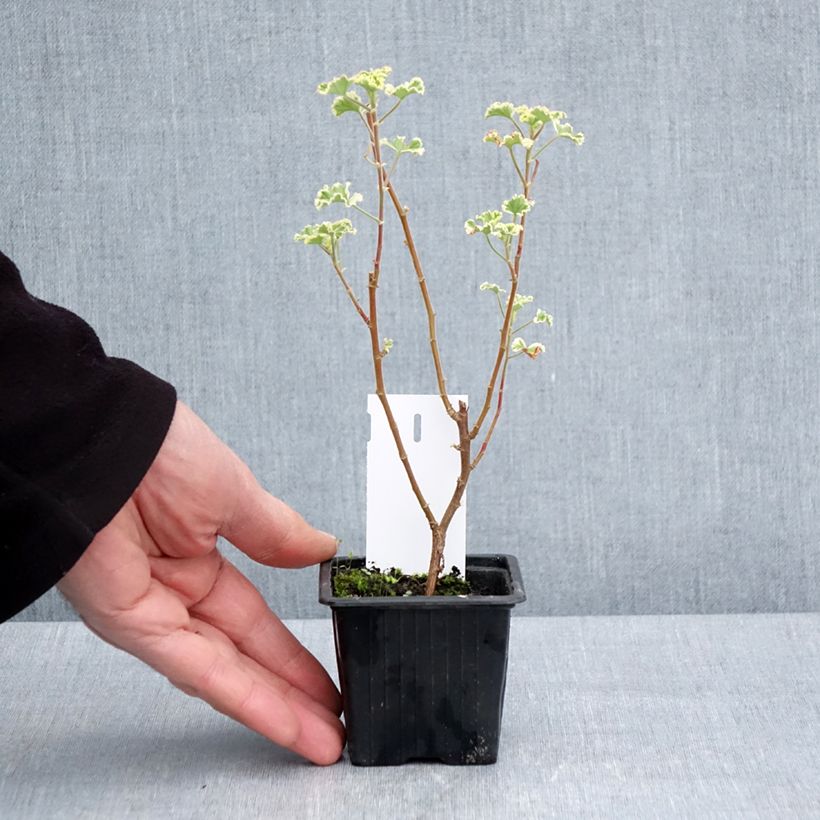 Pelargonium crispum Variegatum Vasetto da 7/8 cm esemplare consegnato in primavera