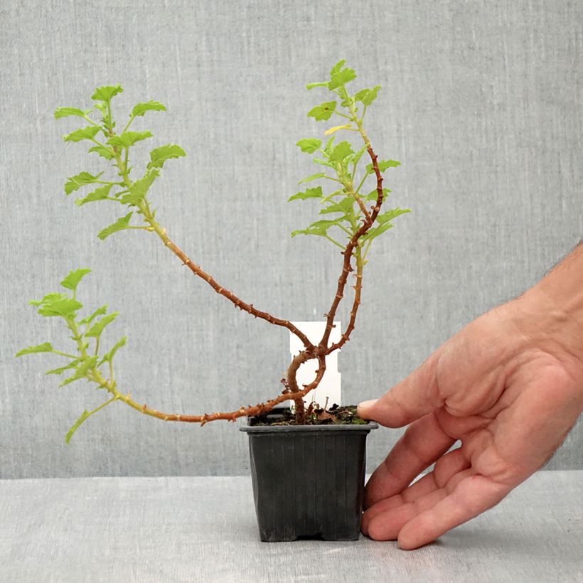Esemplare di Pelargonium greytonense Vasetto da 8/9 cm consegnato in estate