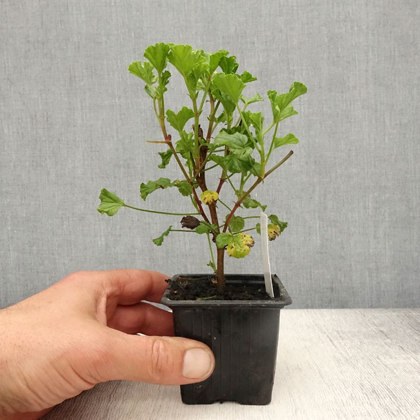 Pelargonium Kettlebaston - Geranio odoroso Vasetto da 8/9 cm esemplare consegnato in primavera