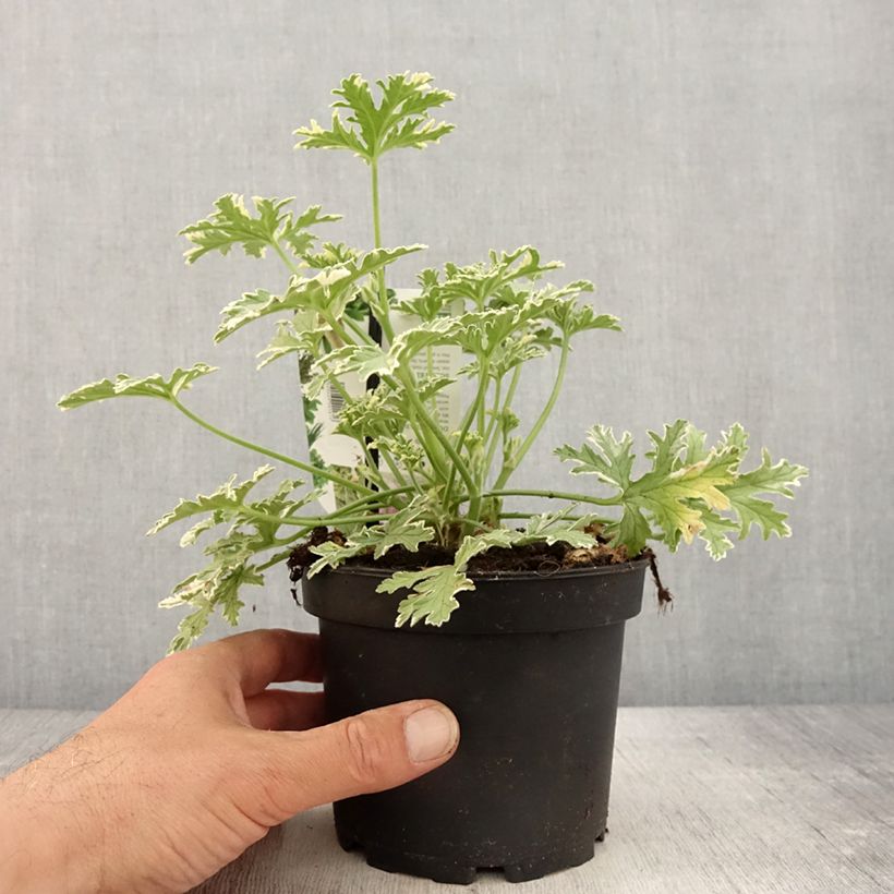 Pelargonium graveolens Lady Plymouth - Pelargonio odoroso Vaso da 1,5L/2L esemplare consegnato in primavera