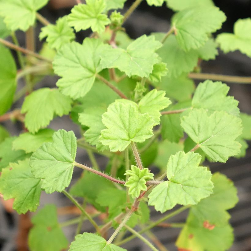 Pelargonium capitatum Pink Capricorn (Foliage)