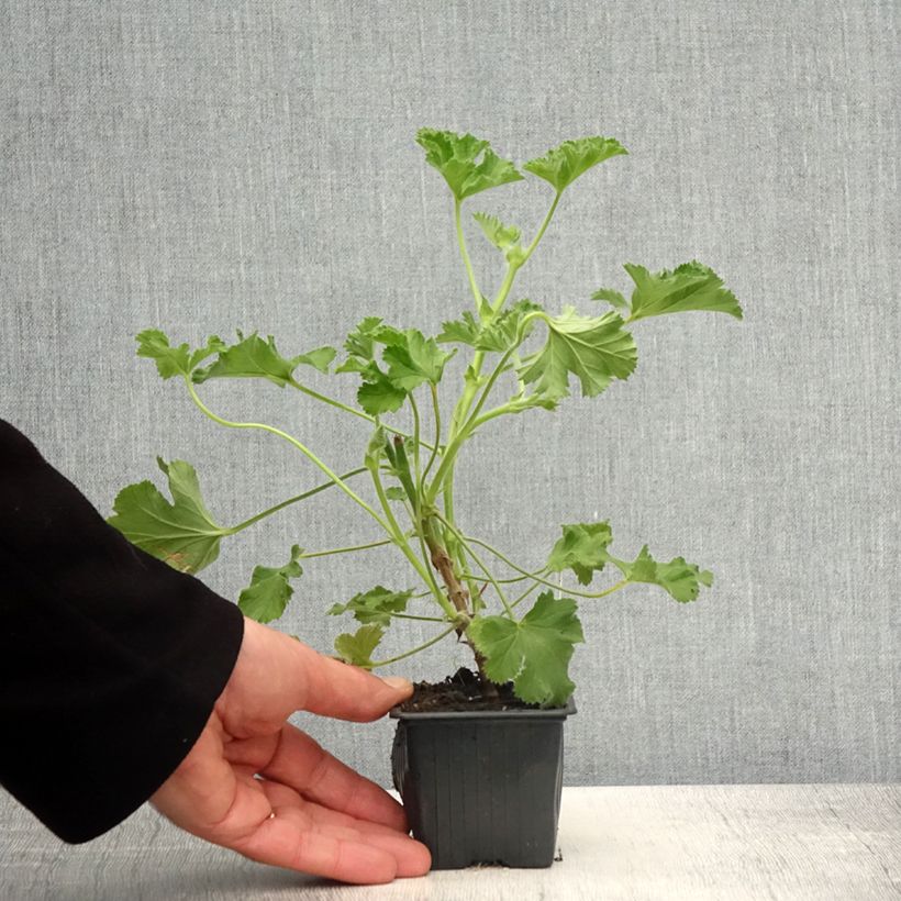 Example of Pelargonium capitatum Pink Capricorn Vasetto da 8/9 cm as you get in printemps