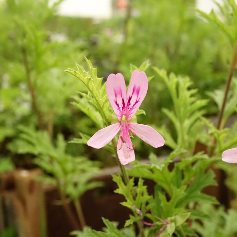 Pelargonium pseudoglutinosum (Fioritura)
