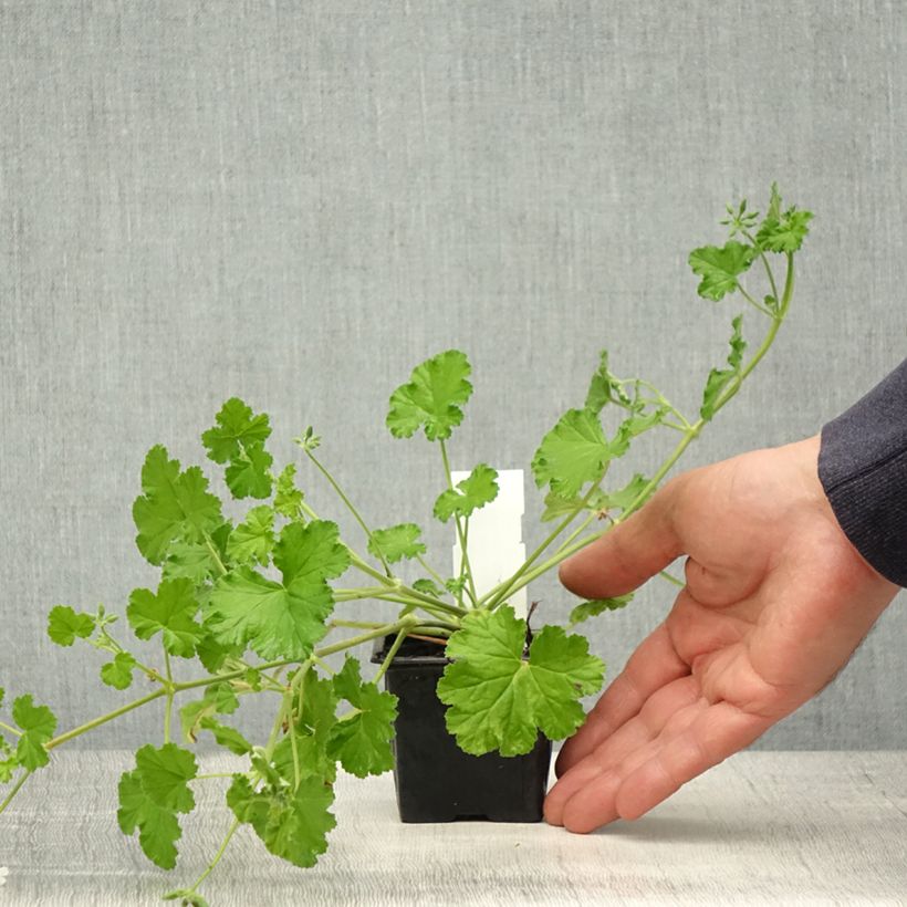 Pelargonium odoratissimum - Pelargo odoroso Vasetto da 8/9 cm esemplare consegnato in primavera