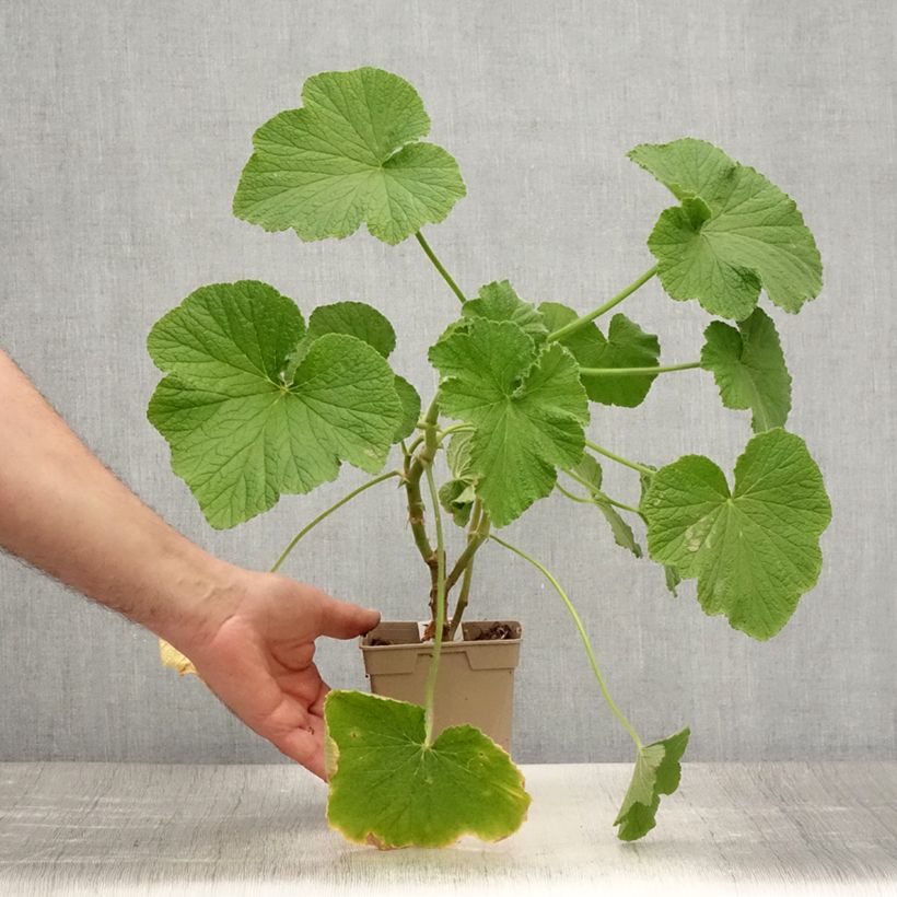 Esemplare di Pelargonium papilionaceum Vaso da 1L/1,5L consegnato in estate
