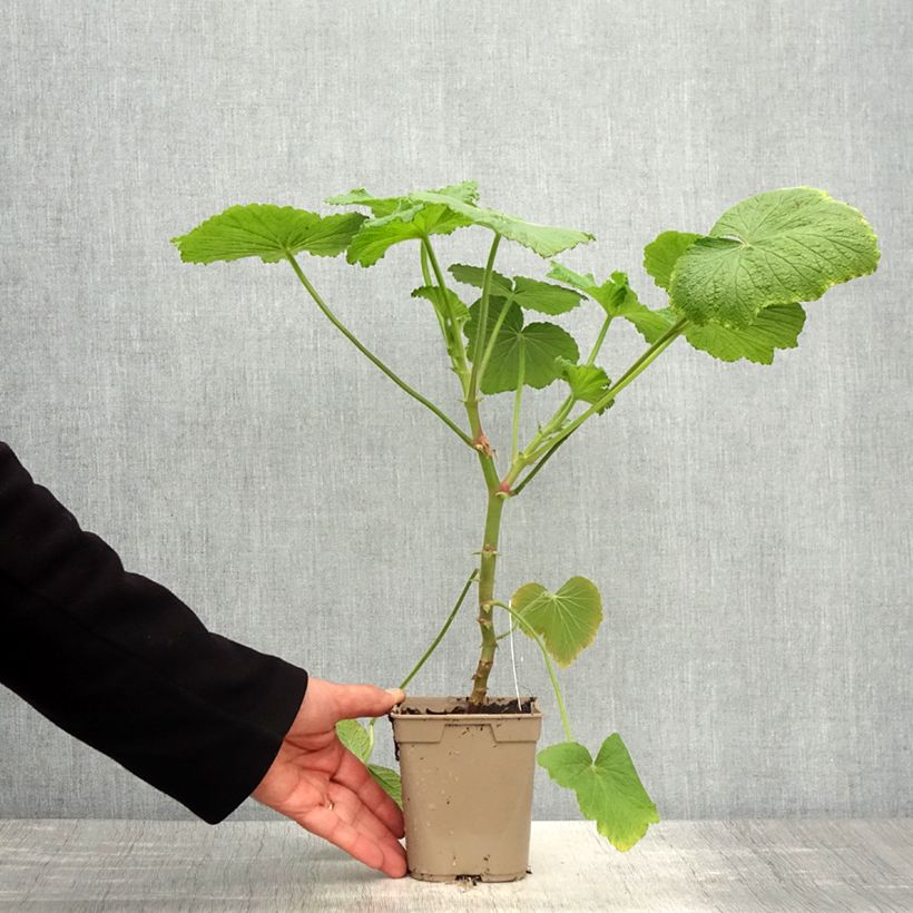 Pelargonium papilionaceum Vaso da 1L/1,5L esemplare consegnato in primavera