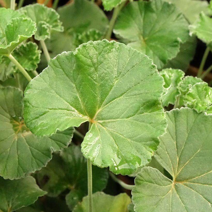 Pelargonium reniforme sidoides (Foliage)