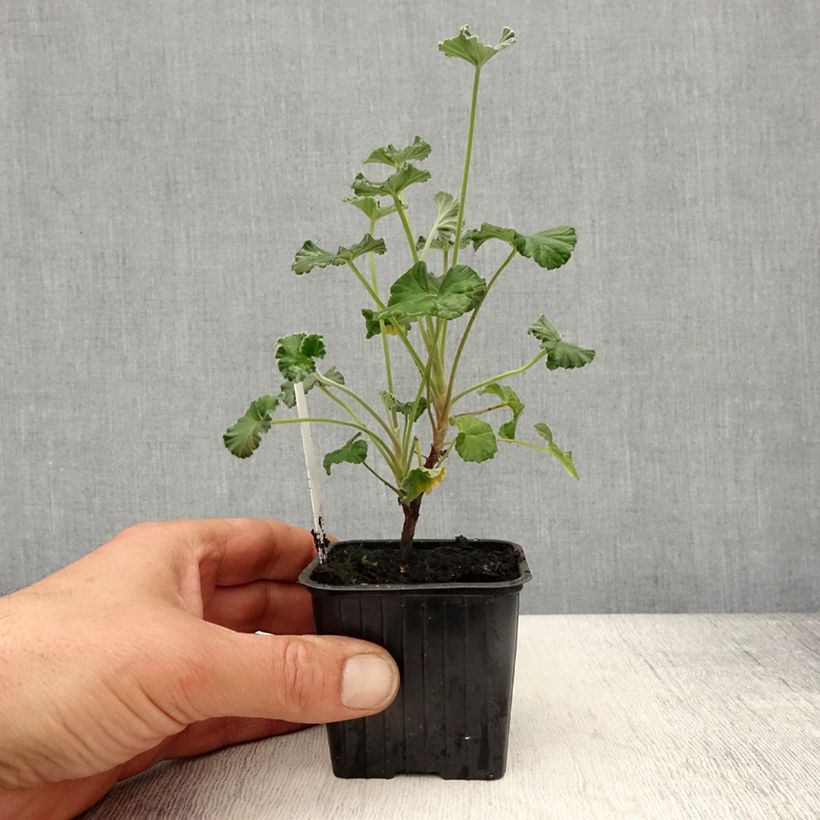 Example of Pelargonium reniforme sidoides Vasetto da 8/9 cm as you get in printemps