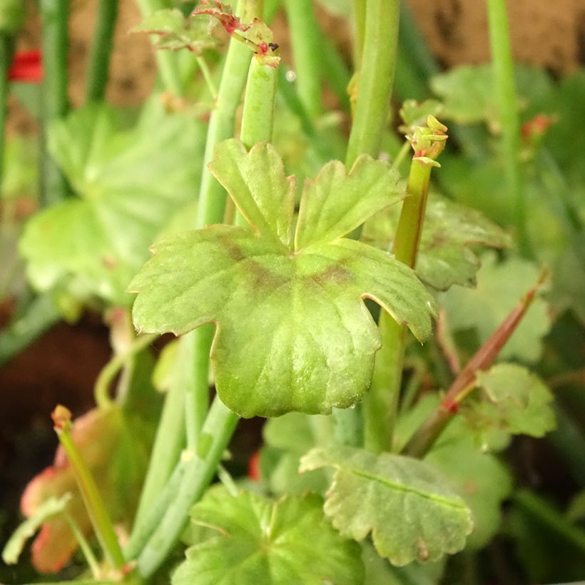 Pelargonium tetragonum (Fogliame)