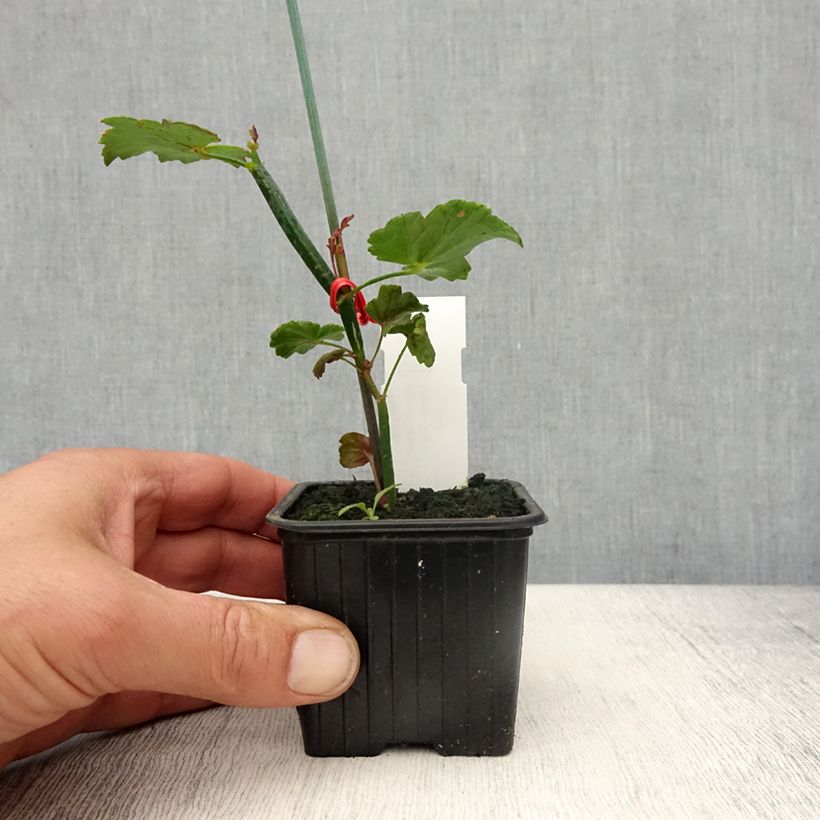 Pelargonium tetragonum Vasetto da 8/9 cm esemplare consegnato in primavera