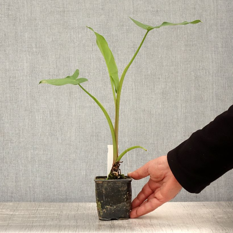 Peltandra virginica Vasetto da 8/9 cm esemplare consegnato in primavera