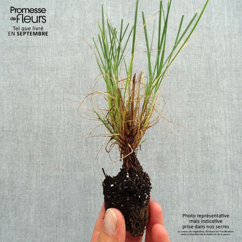 Esemplare di Pennisetum alopecuroïdes Little Bunny mini zolla... come consegnato in autunno
