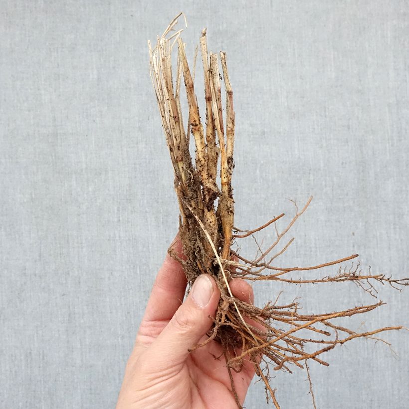 Pennisetum alopecuroïdes Gelbstiel Piante piccole a radice nuda esemplare consegnato in inverno