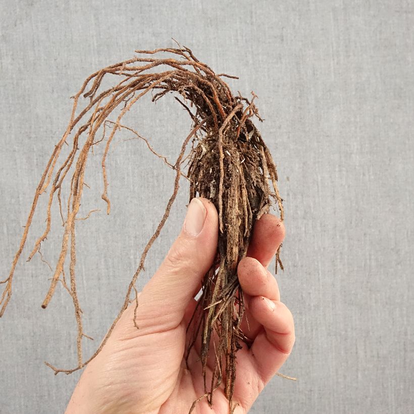 Pennisetum alopecuroïdes Hameln Piante piccole a radice nuda esemplare consegnato in inverno