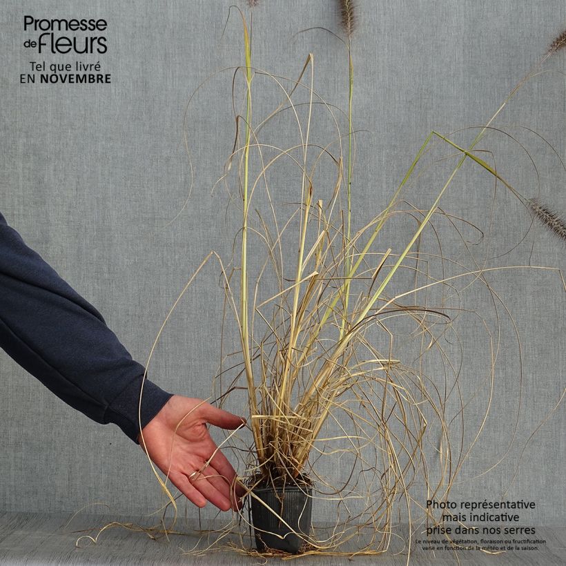 Esemplare di Pennisetum alopecuroïdes Lepage Gold Vasetto da 8/9 cm come consegnato in autunno
