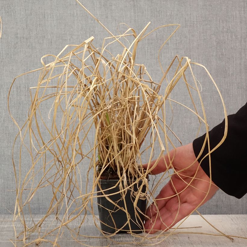 Example of Pennisetum alopecuroïdes Lepage Gold Vasetto da 8/9 cm as you get in printemps