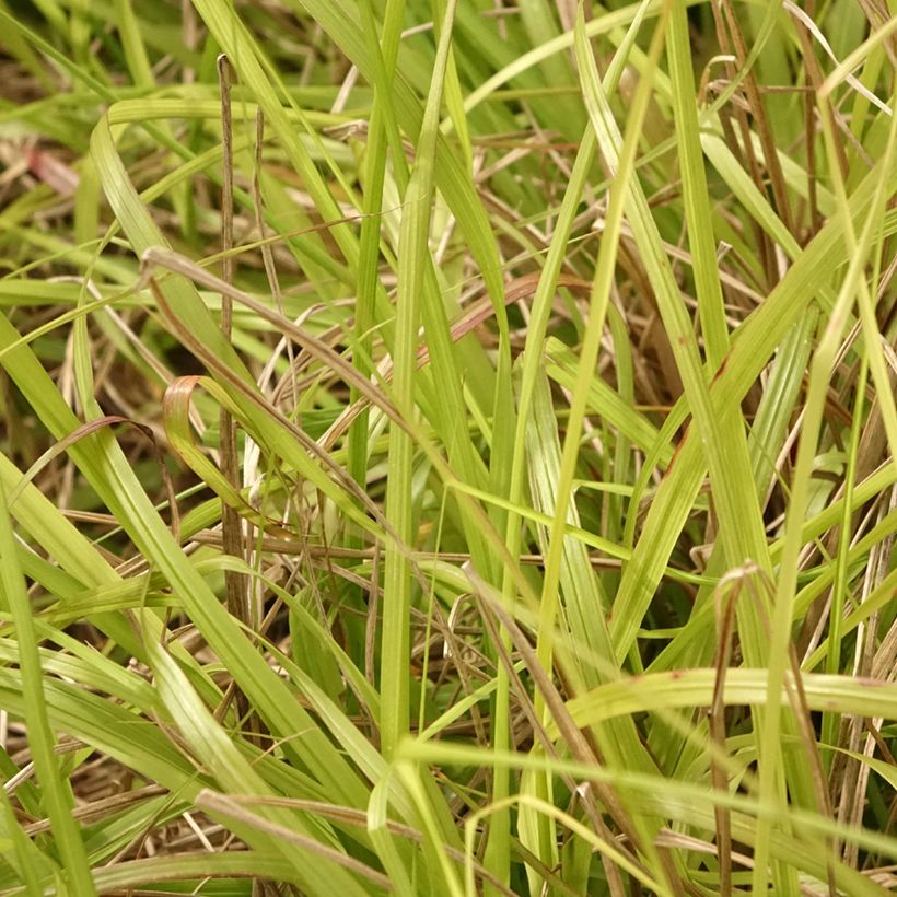 Pennisetum alopecuroïdes Lepage Gold (Foliage)