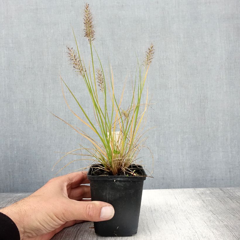 Esemplare di Pennisetum alopecuroides Lumen Gold - Herbe aux écouvillons Godet de 8/9 cm come consegnato in autunno