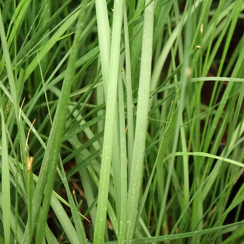 Pennisetum alopecuroïdes Moudry (Foliage)