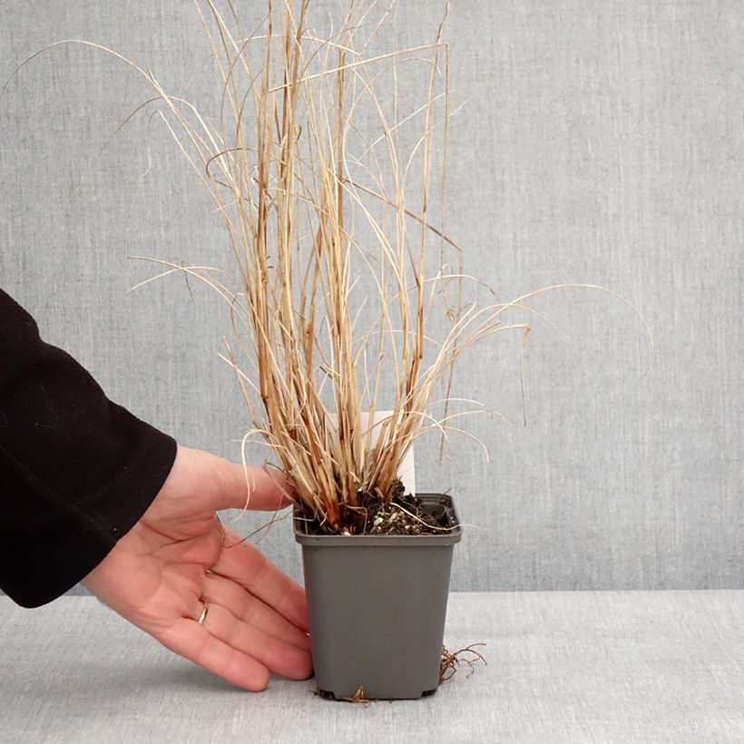 Pennisetum alopecuroides Piglet - Herbe aux écouvillons Godet de 8/9 cm esemplare consegnato in inverno