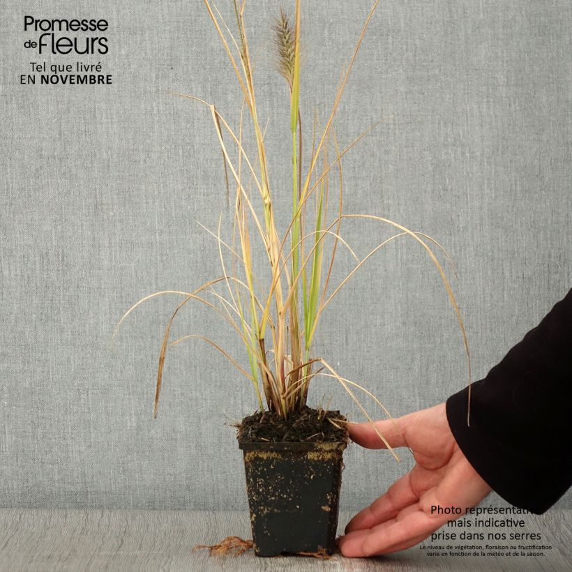 Esemplare di Pennisetum alopecuroïdes Red Head Vasetto da 8/9 cm come consegnato in autunno