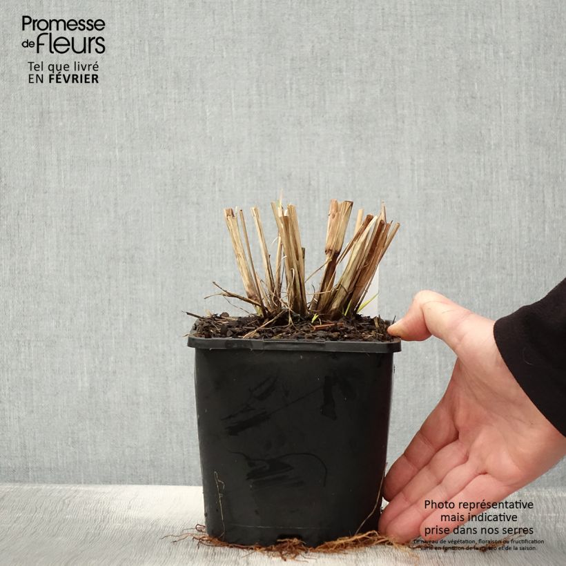 Pennisetum alopecuroides Red Head - Herbe aux écouvillons Pot de 2L/3L esemplare consegnato in inverno