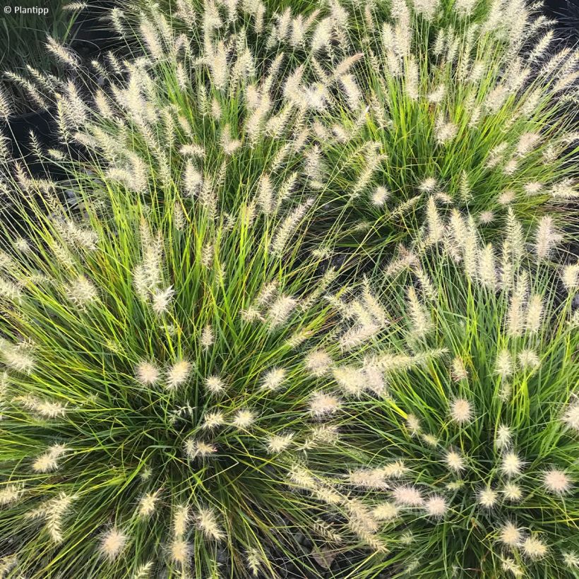 Pennisetum alopecuroides Lumen Gold (Flowering)
