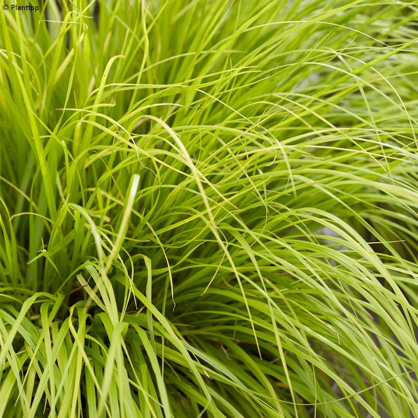 Pennisetum alopecuroides Lumen Gold (Foliage)
